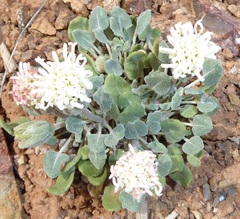 Chamaechaenactis scaposa