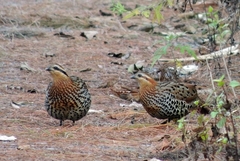 Bambusicola fytchii