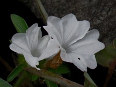 Magnoliopsida