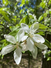 Malus praecox