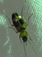 Badister neopulchellus