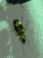 Badister neopulchellus