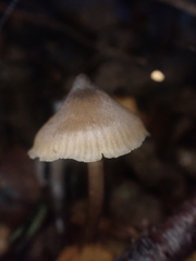 Entoloma blandiodorum