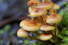 Pholiota squarrosipes
