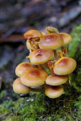 Pholiota squarrosipes