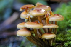 Pholiota squarrosipes