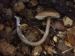 Entoloma blandiodorum