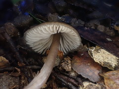 Entoloma blandiodorum