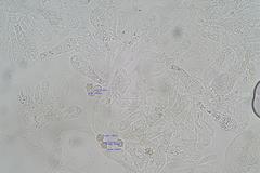 Entoloma blandiodorum