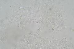 Entoloma blandiodorum