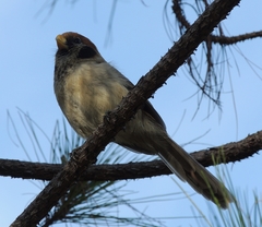 Paradoxornis guttaticollis
