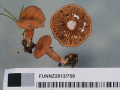 Lactarius umerensis
