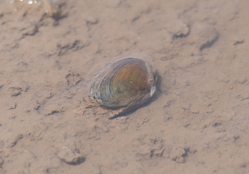 Indonaia caerulea observed 2021-05-20