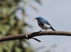 Ficedula superciliaris