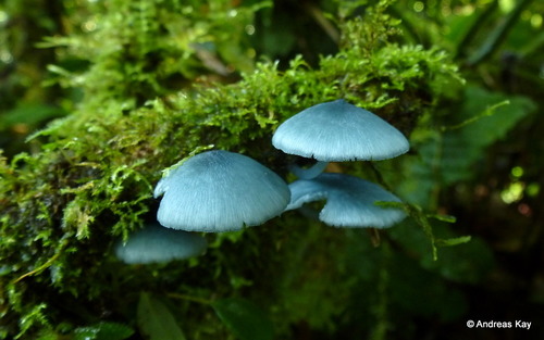 Clitocybula azurea