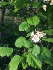 Crataegus coccinioides