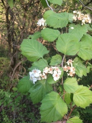 Crataegus coccinioides