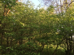 Crataegus coccinioides