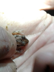 Leptodactylus albilabris