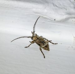 Leptostylus transversus