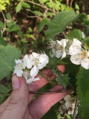 Crataegus coccinioides