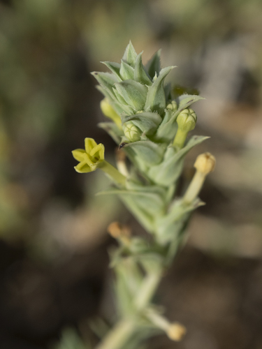 Maritime Crosswort