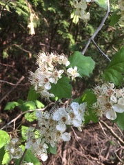 Crataegus coccinioides