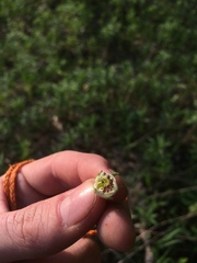 Crataegus coccinioides