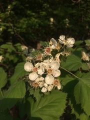 Crataegus coccinioides