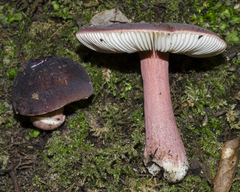 Russula pilocystidiata