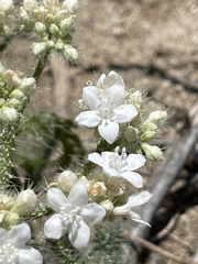 Cnidoscolus maculatus