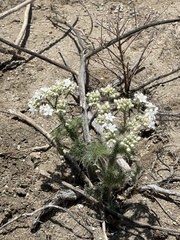 Cnidoscolus maculatus