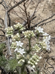 Cnidoscolus maculatus