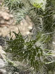 Cnidoscolus maculatus