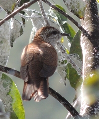 Cacomantis sonneratii