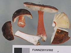 Russula pilocystidiata