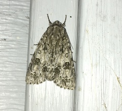 Acronicta rubricoma