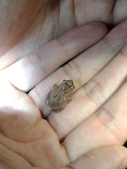 Eleutherodactylus cochranae