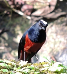 Phoenicurus leucocephalus