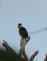 Microhierax caerulescens