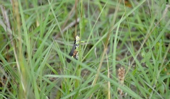 Dendrotettix quercus