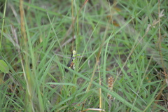 Dendrotettix quercus