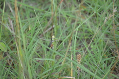 Dendrotettix quercus