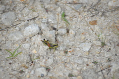 Dendrotettix quercus