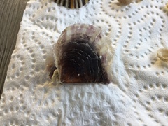 Pterioidea
