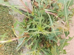 Lactuca serriola