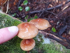 Pholiota multicingulata