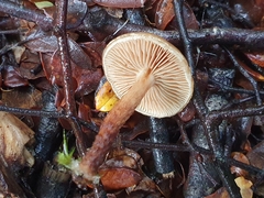 Pholiota multicingulata