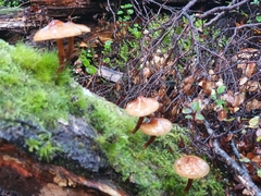 Pholiota multicingulata