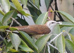 Cacomantis sonneratii